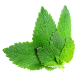 lemon balm