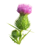 Milk Thistle