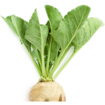 Sugarbeet