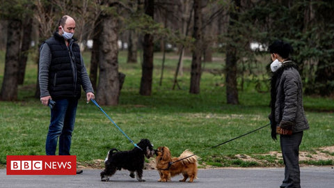 walking dog with face masks