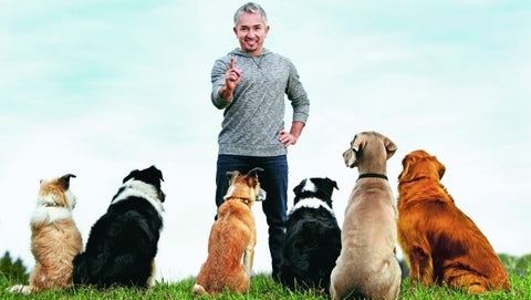 cesar millan with dogs