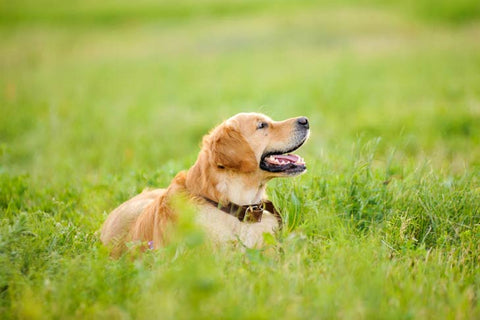 golden retriever in grass