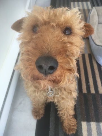 welsh terrier