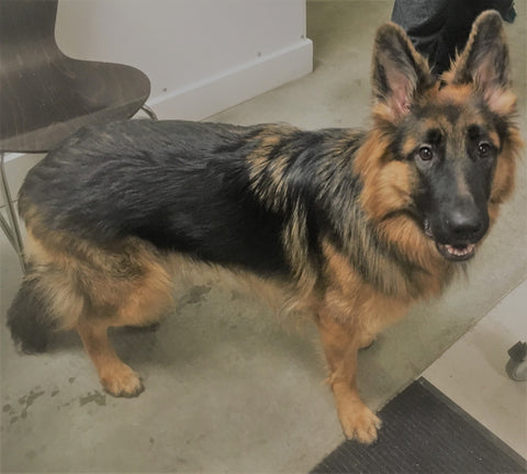 long-haired German shepherd