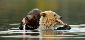 2 bears eating salmon