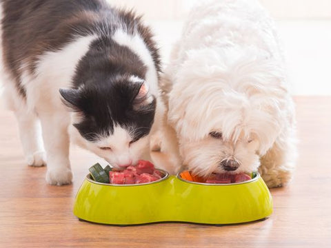 cat and dog eating raw meat and vegetables from yellow bowl