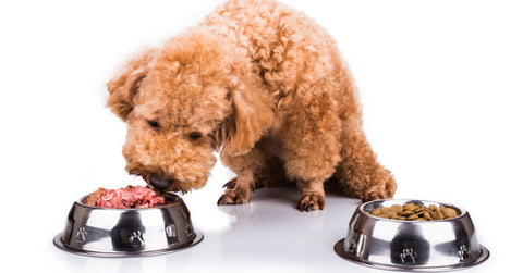 dog choosing raw dog food over kibble