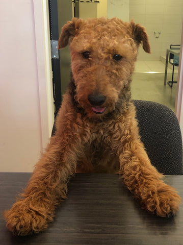welsh terrier at desk