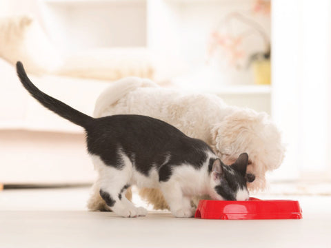 start your dog or cat on a raw diet