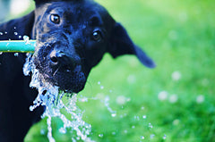 dog drinking from hose