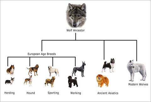 are dogs an example of evolution