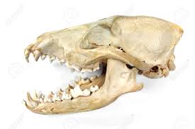 dog jaw bone and teeth
