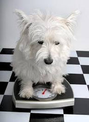 white dog on scale