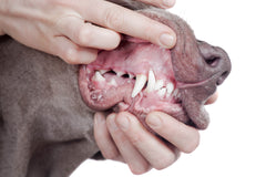 a dog's gums and teeth