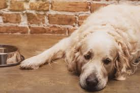 golden retriever lying on wood floor