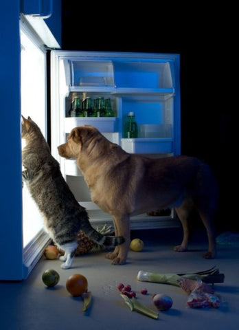 cat and dog looking inside fridge