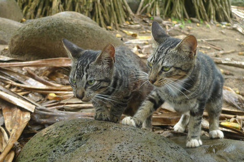 2 cats behind a rock