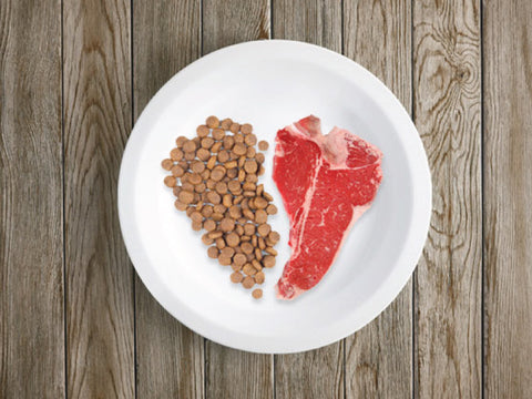 transitioning your pet to a raw diet