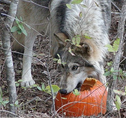 wolf eating pumpkin