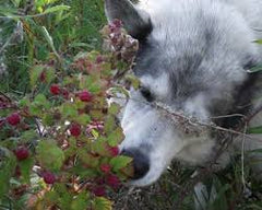 wolf eating berries