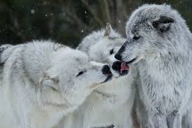 wolves licking each other