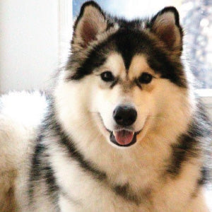 dog, Alaskan Malamute, customer, breeder review of Mrs. Meadys raw dog food