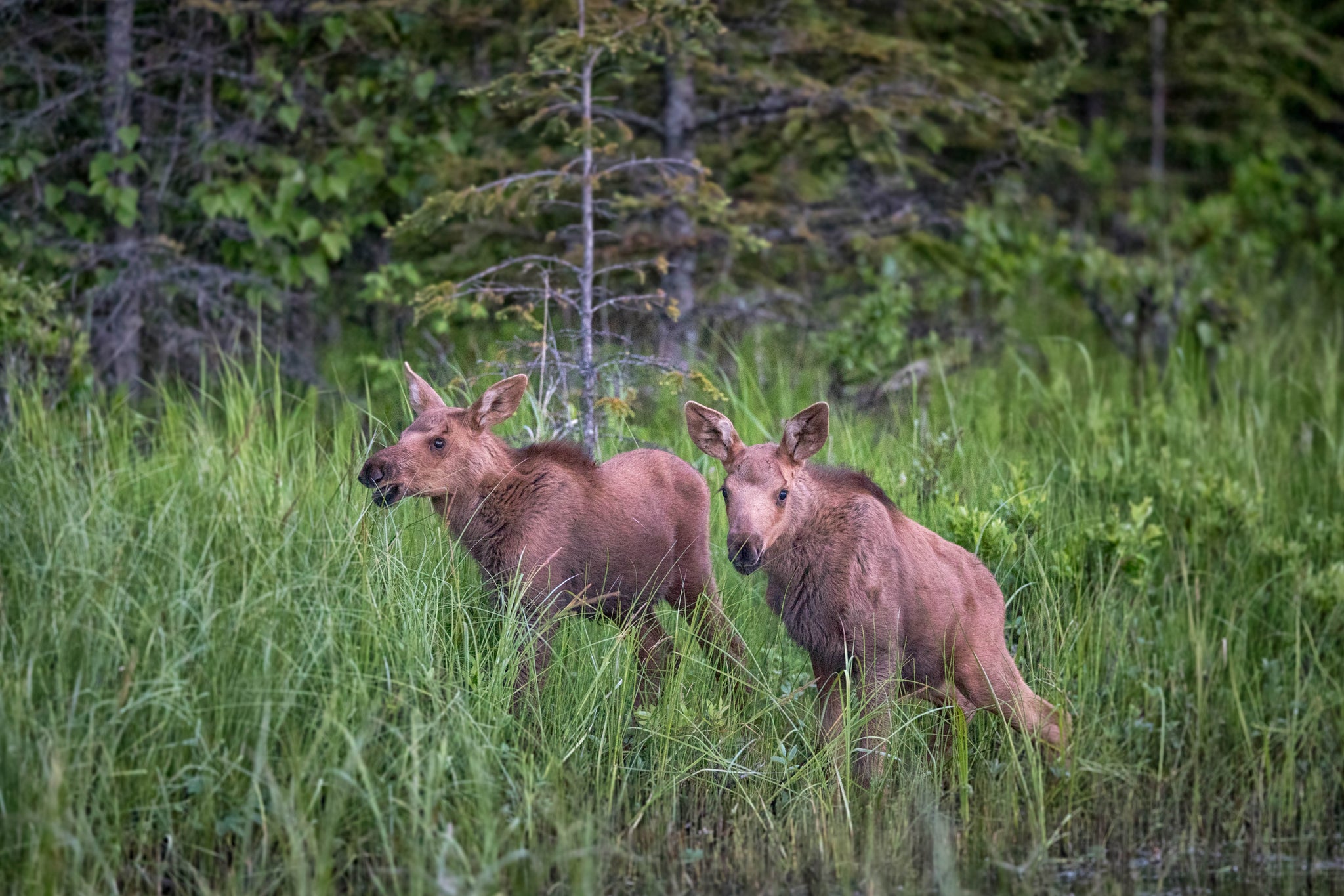 Baby Moose On The Move Alaska Moose Photography Woodland Animals Robswildlife