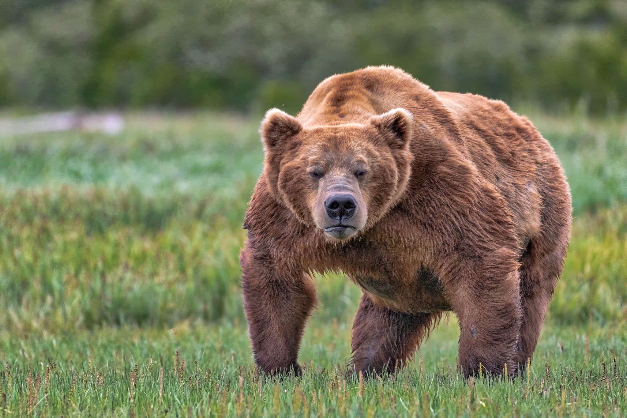 Медведь. Аляскинский бурый медведь. Евроазиатский бурый медведь. Медведь Гризли. Гризли и бурый медведь.
