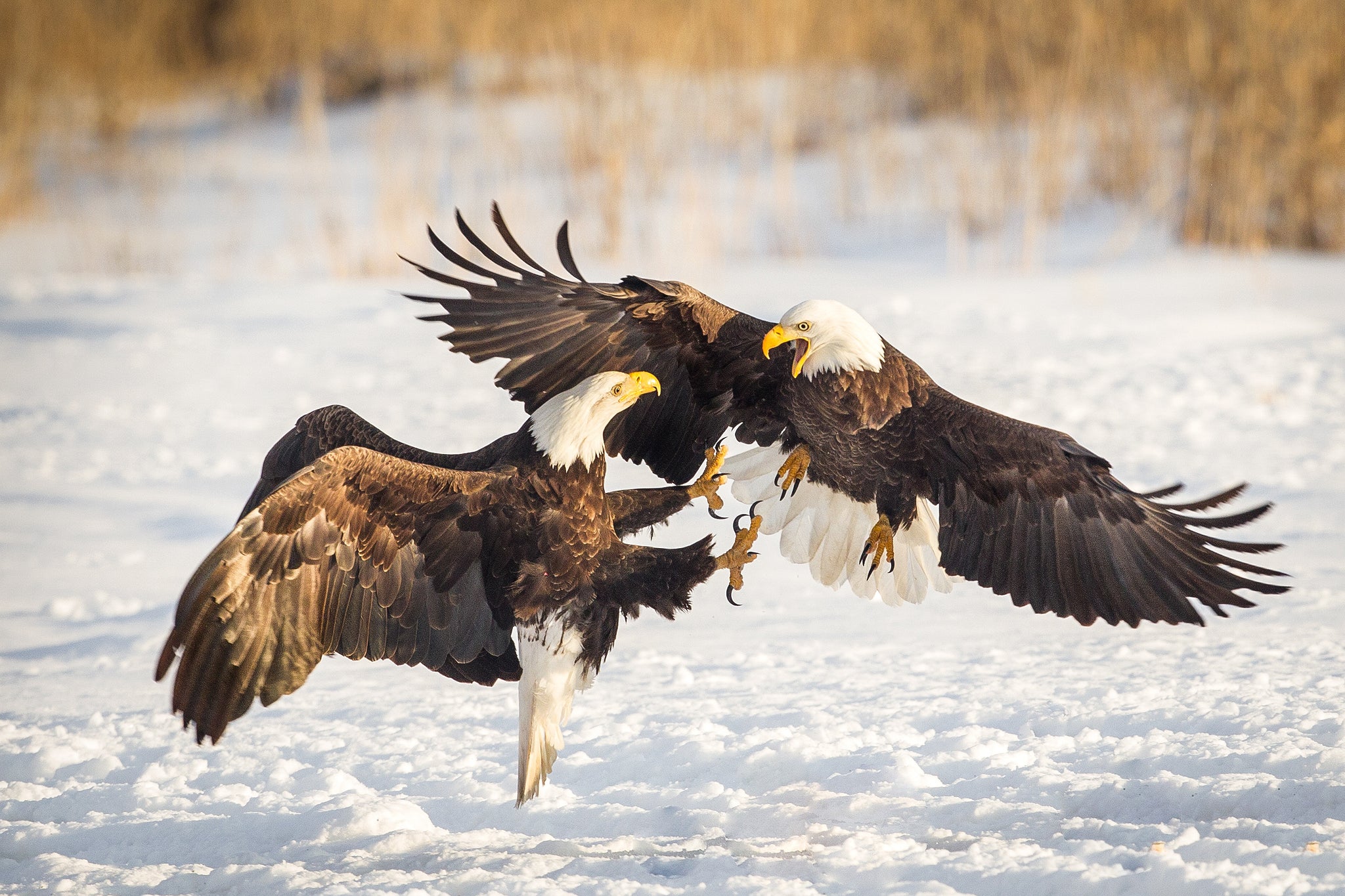 American Bald Eagle Hotline For Wildlife 