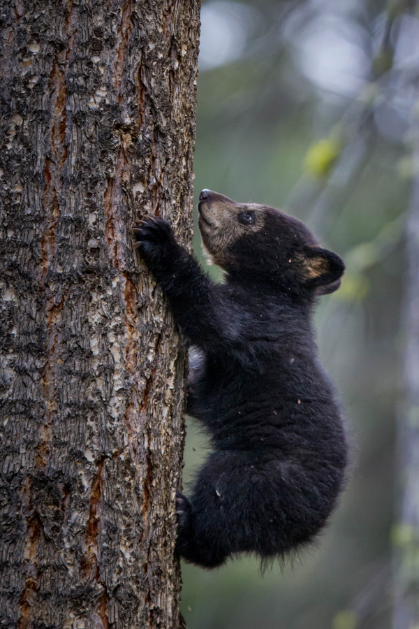 CLIMBING {BLACK BEAR CUB} CUTIE, Black Bear Cub climbing tree