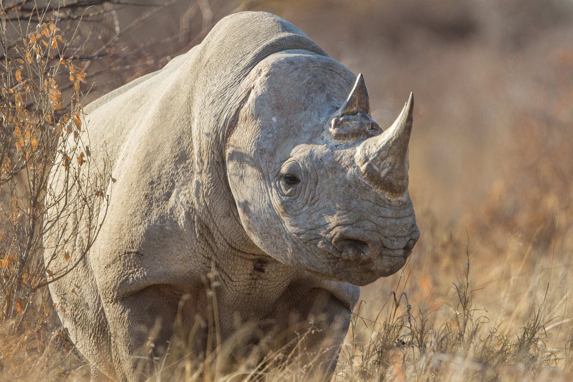 west african black rhinoceros facts