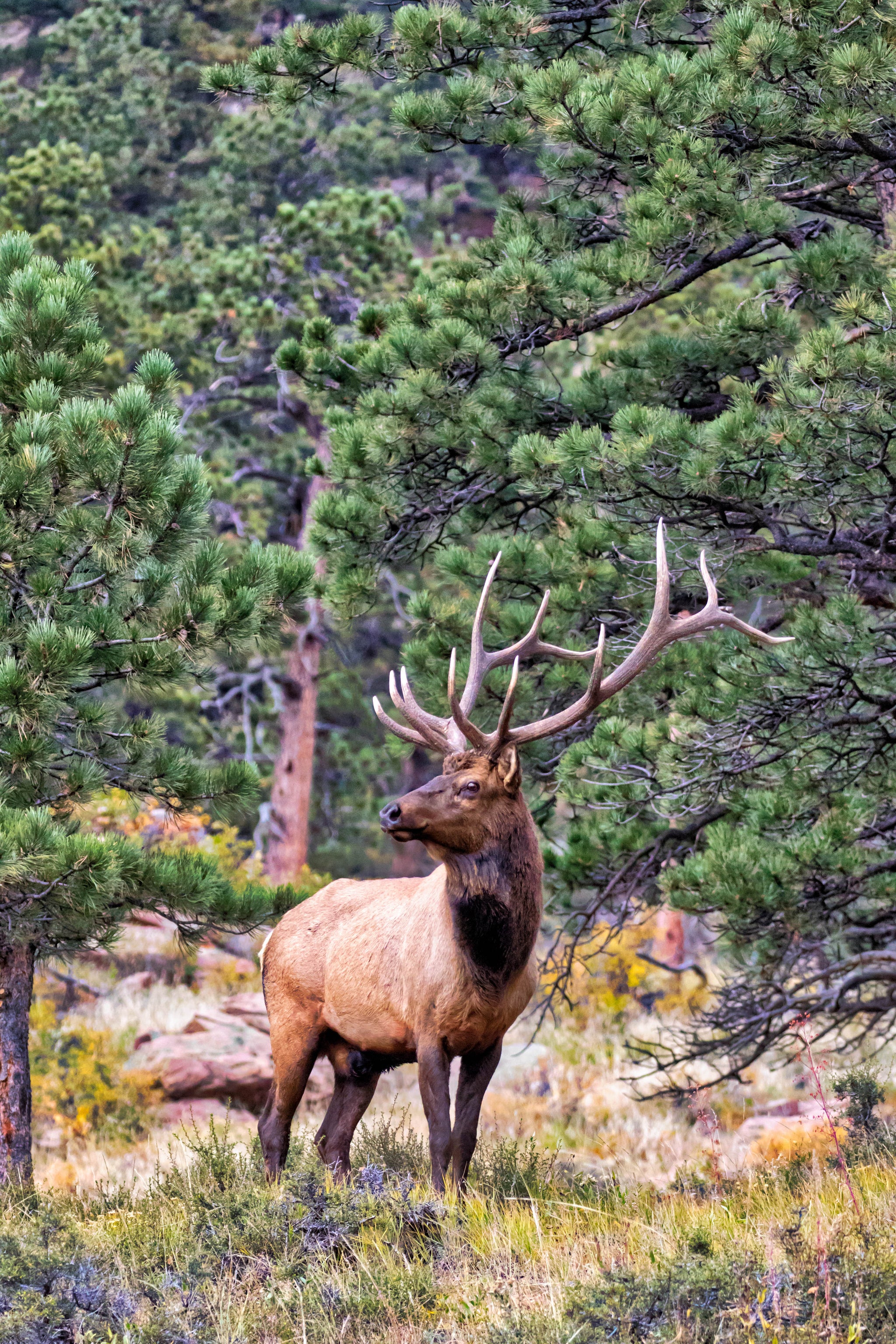 ESTES ELK in Colorado Elk Photography Print by Rob's Wildlife