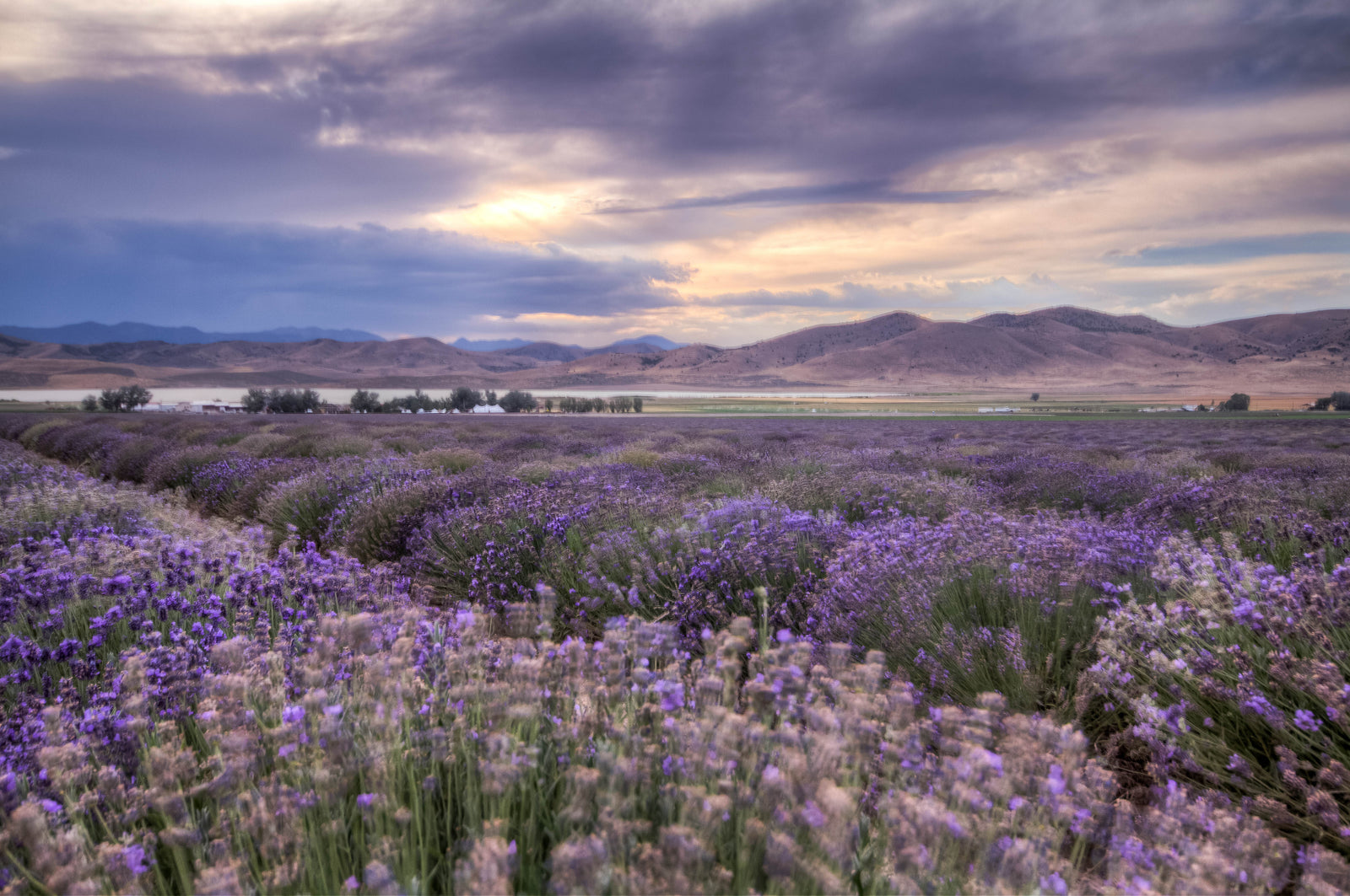 LAVENDER FIELDS FOREVER, Mona, Utah Purple Flower Art RobsWildlife