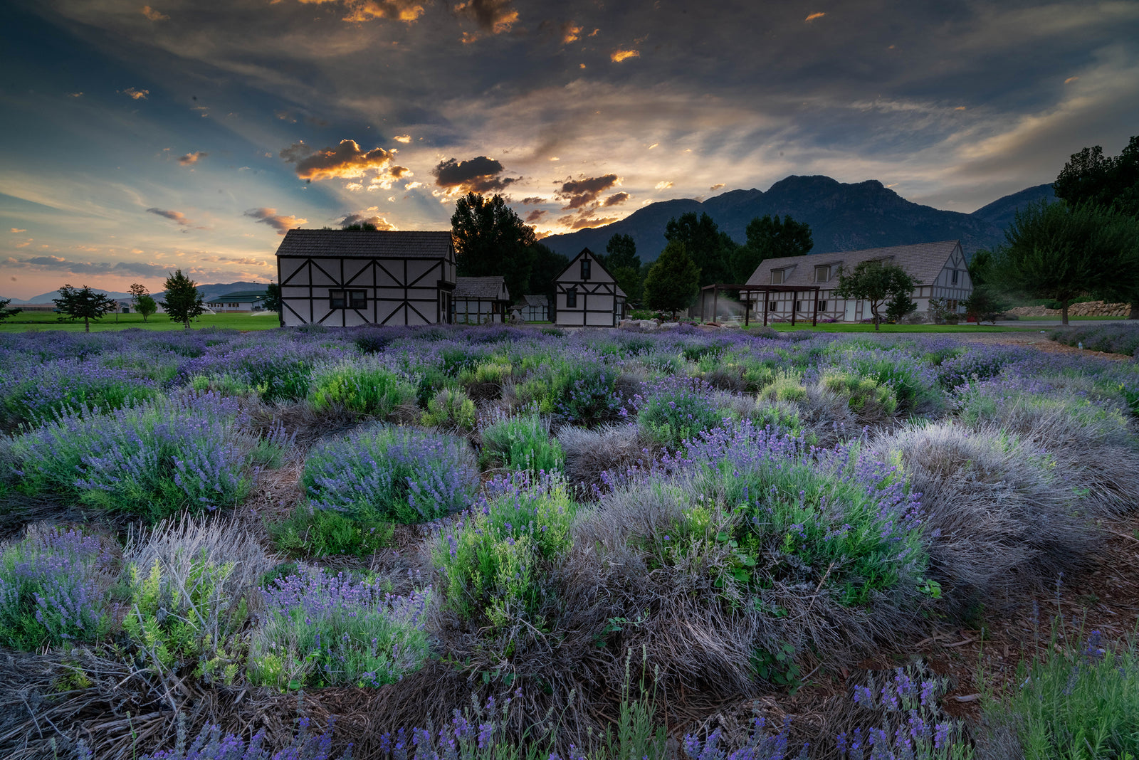 LAVENDER FIELDS SUNRISE, Landscape Photography by Rob's Wildlife