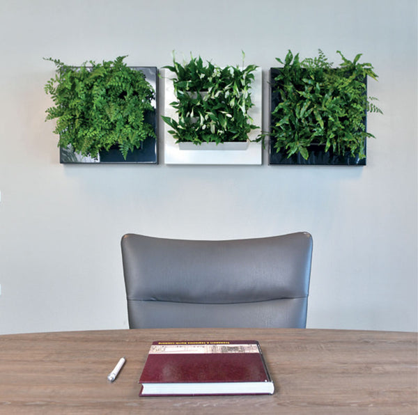 12 x 24 Moss Wall Art Panel Kit - Botanicus Green