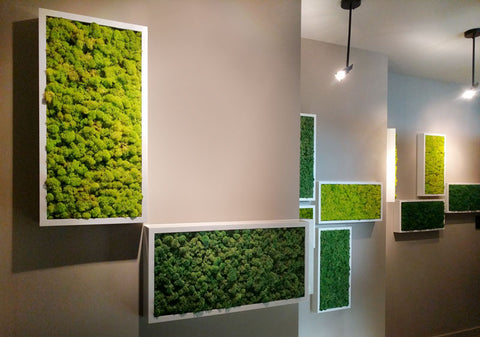 Installation of 12" x 24" Moss Wall Art Panel Kit White Frame with Acoustic Reindeer Moss
