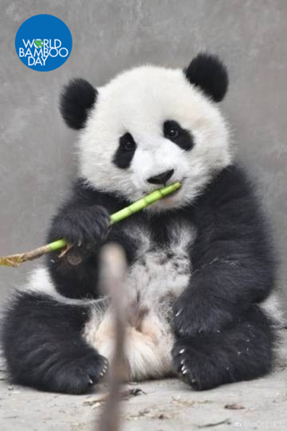 Giant Panda eating bamboo, World Bamboo Day 2021