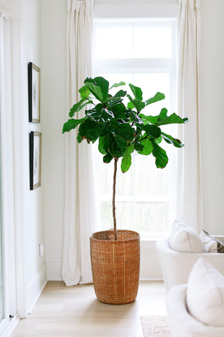 Minimalist Home - Fig tree