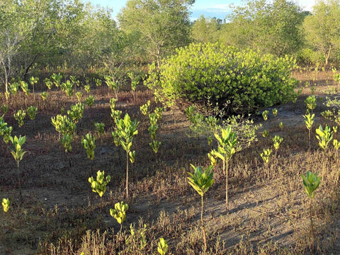 dagsmejan eden reforestation test