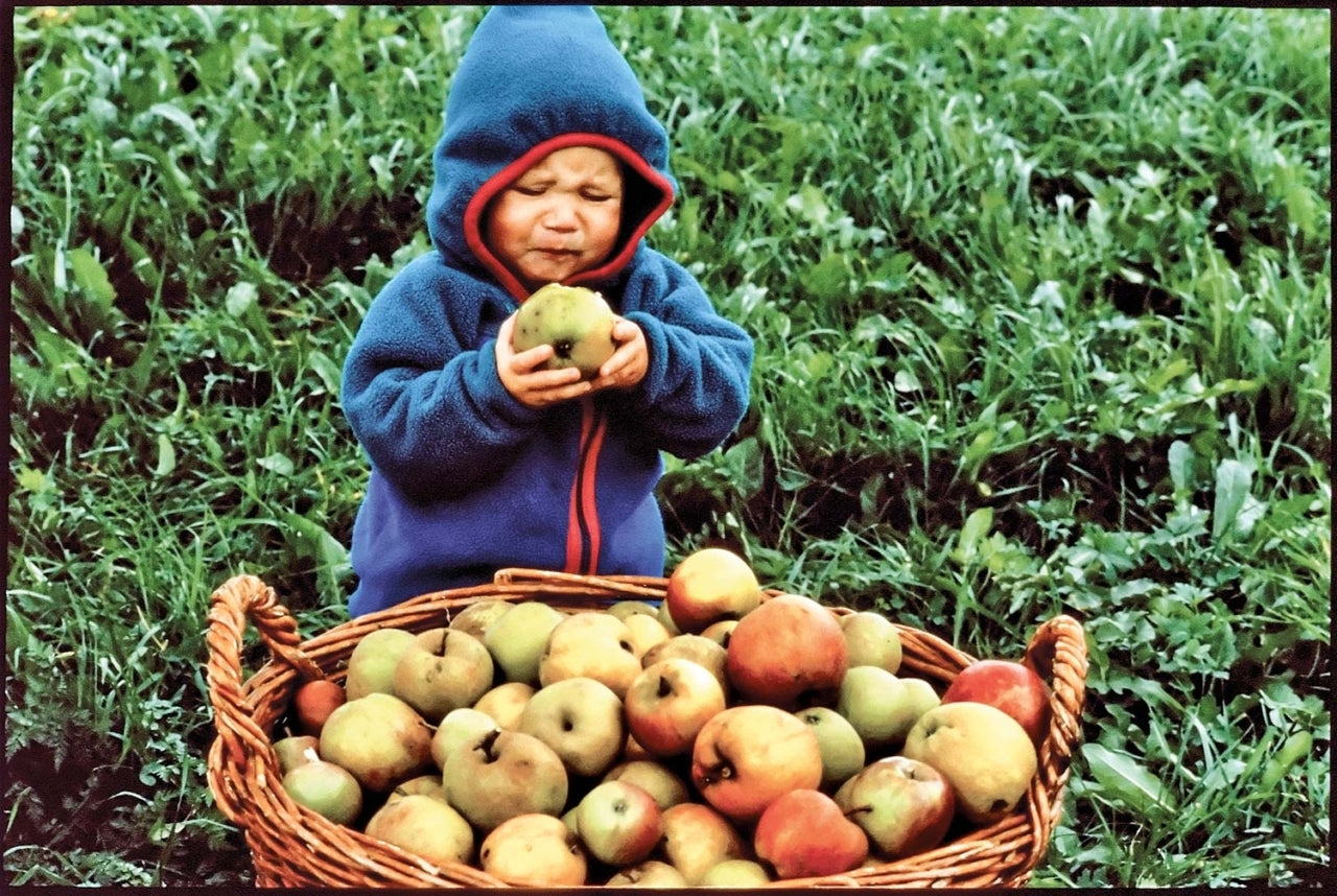 Toddle in grass, standing behind a big basket filled with apple, squinting eyes and face as they bite into a sour apple. Photo: Uli Wiesmeier