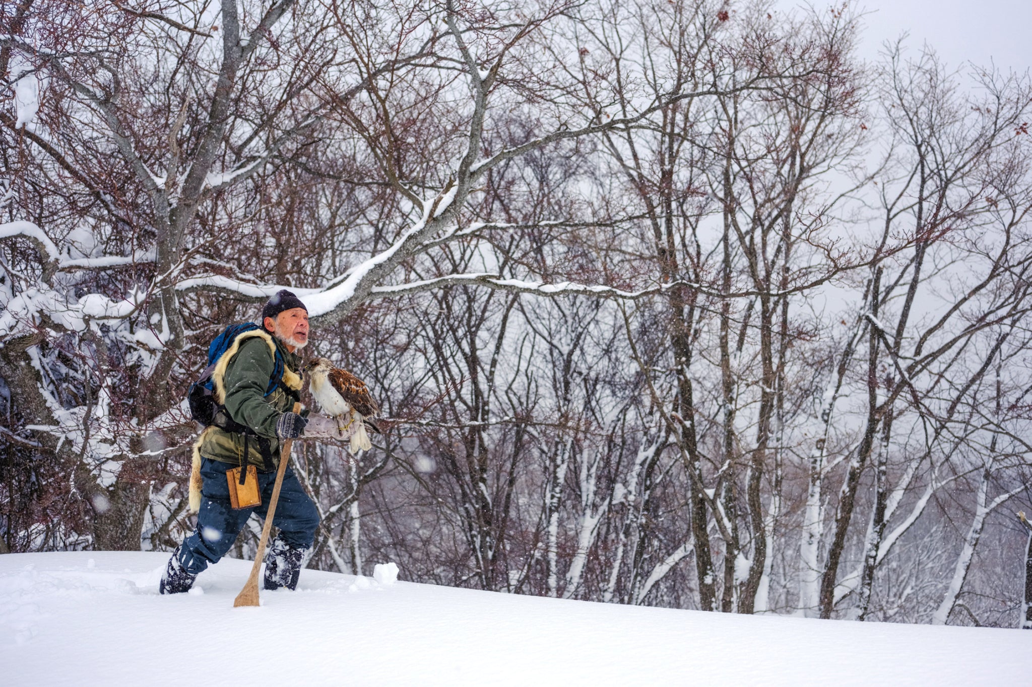 Falconry training takes many hours of the day. But, Matsubara and his hawk just continue on through the snow.