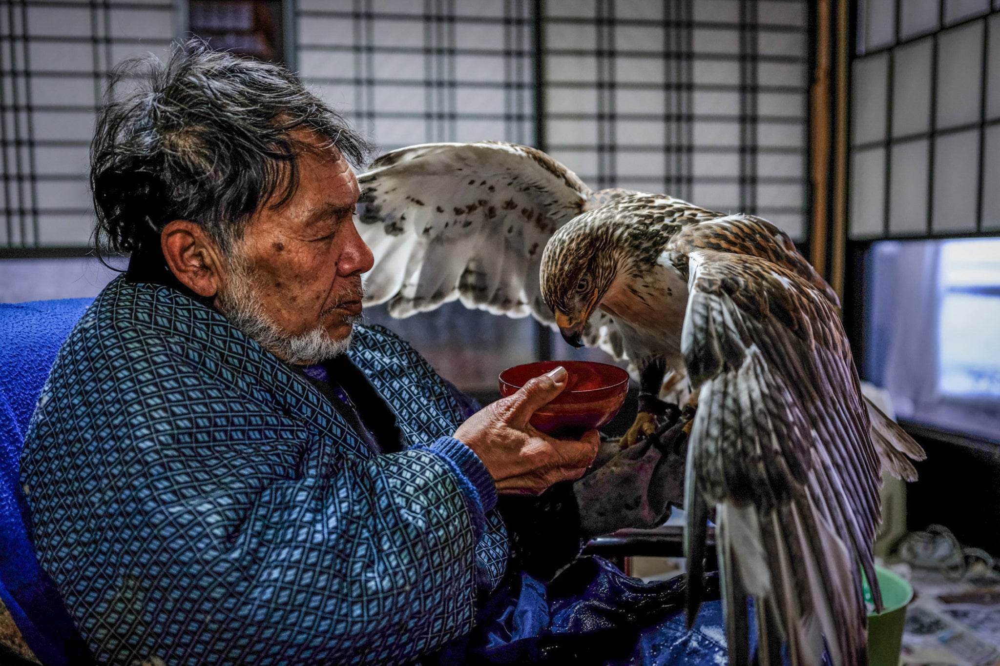 A ferruginous hawk takes a drink of warm water—a mirror image to the film scene that deeply inspired Matsubara.