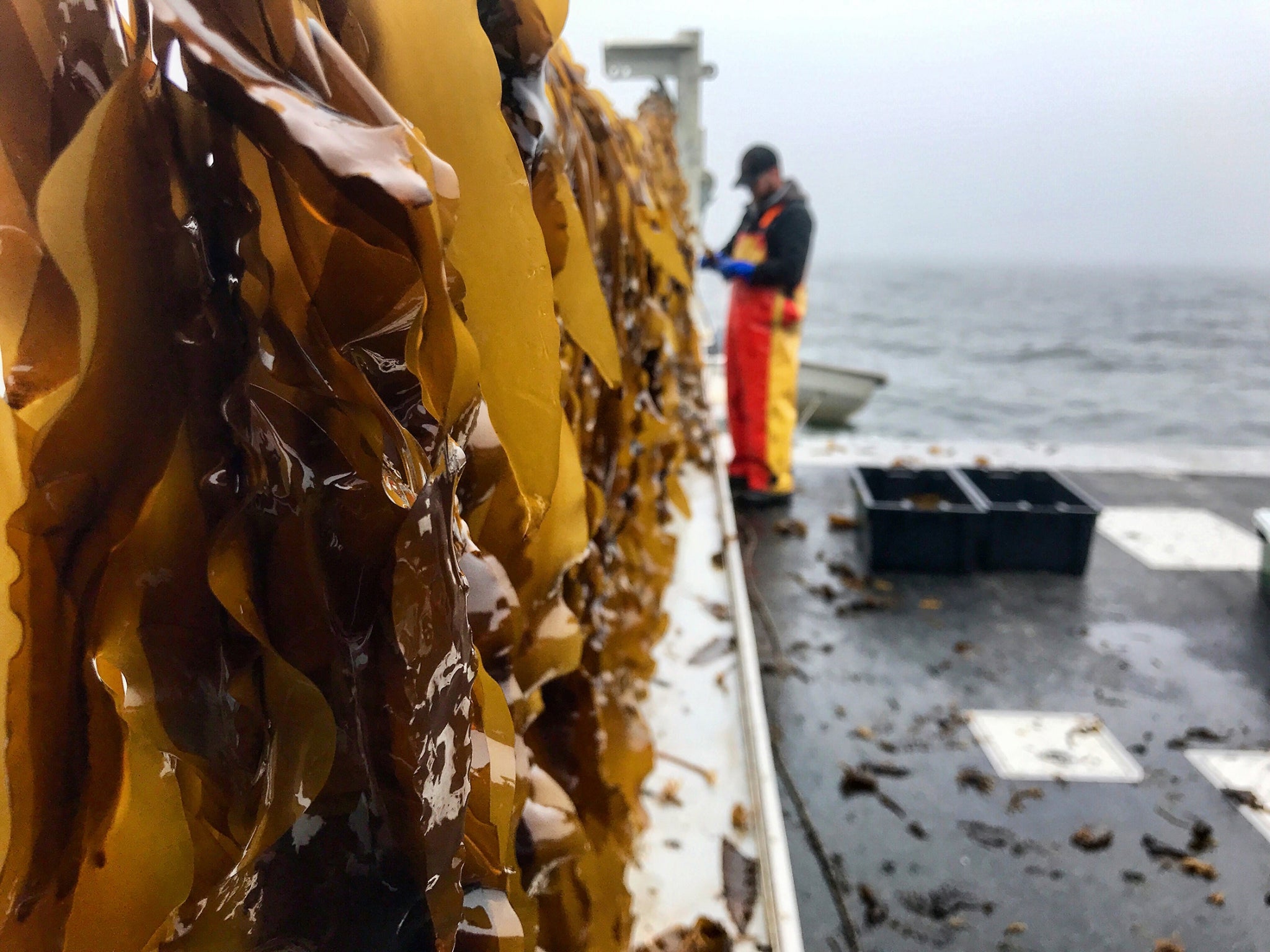 Nautical Farms cofounder Jake Patryn trims and harvests the sugar kelp crop, which will be sent to shore via boat to be sun-dried and made into a variety of nutritious products.