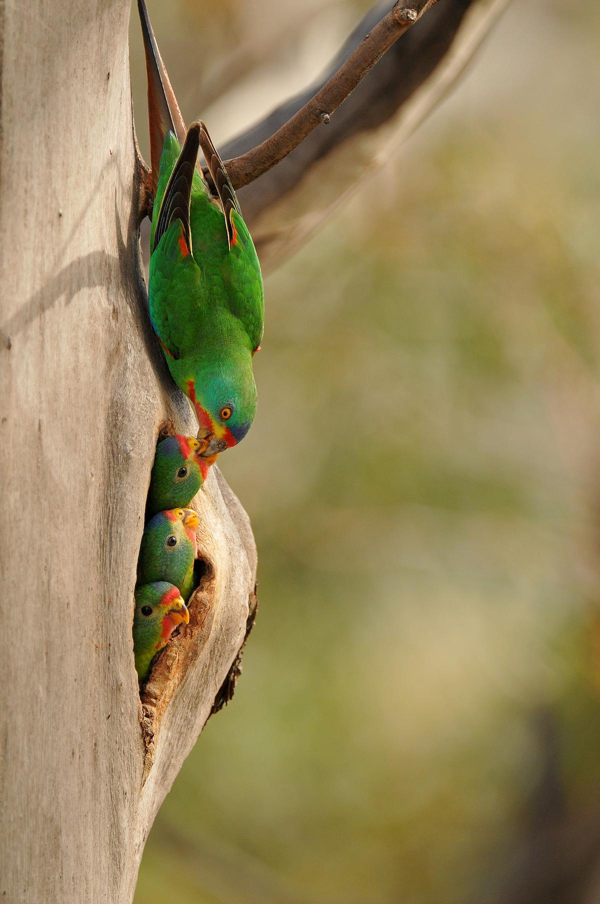 The Swift Parrot