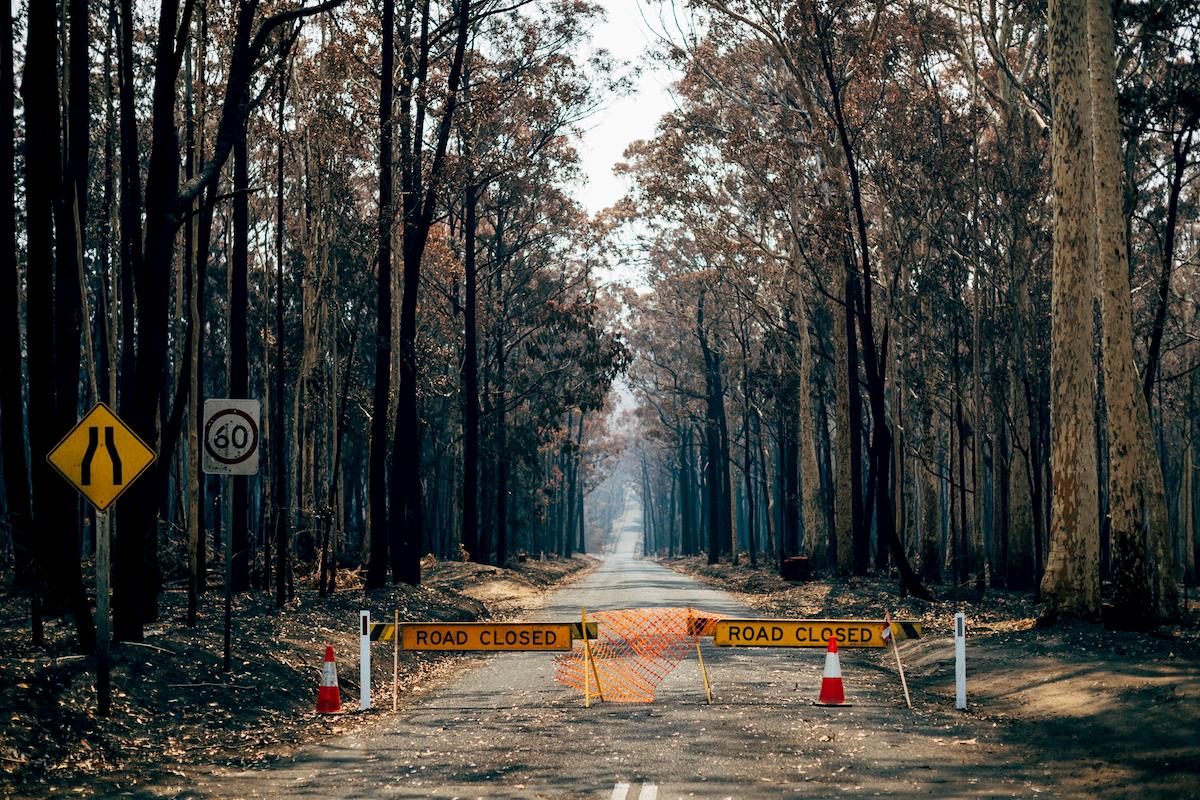 NSW forest, burnt out by the 2019/20 bushfires. Photo: Jarrah Lynch.