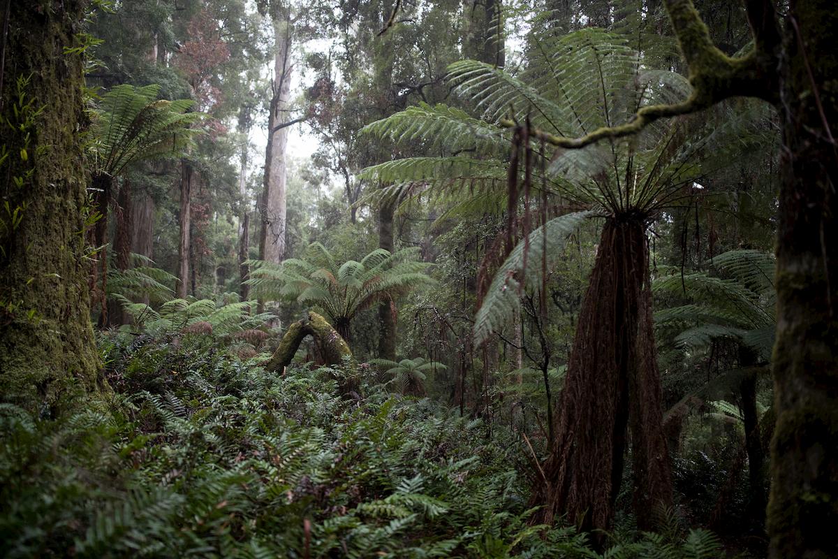 Australia’s largest temperate rainforest, takayna/Tarkine. Photo: K Wright.