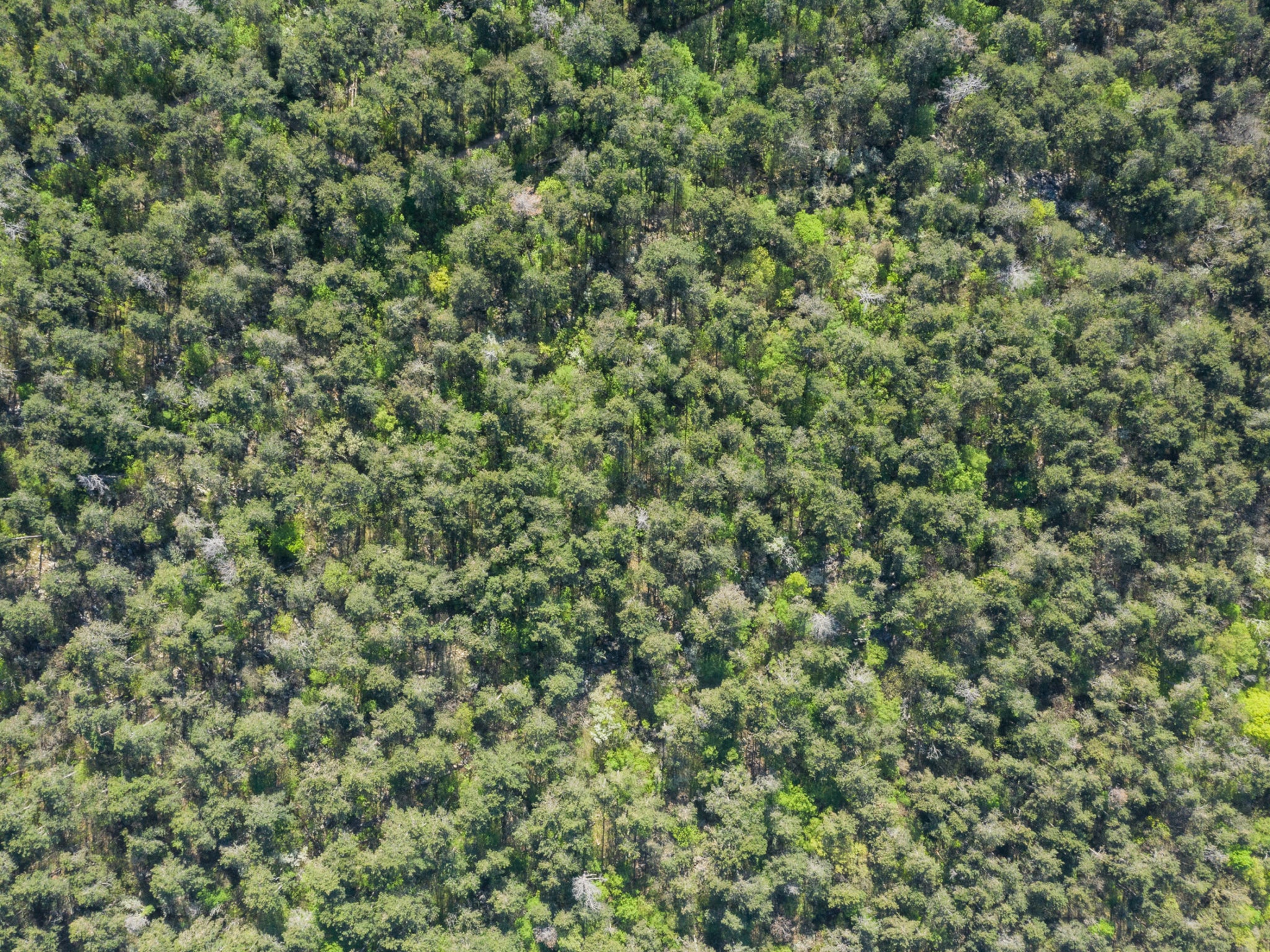 In spring, the new bright green leaves of native vegetation contrast with those of the evergreen pines and the gray of older, dry pines. Santa Croce, Trieste, Italy. Photo: Schirra/Giraldi