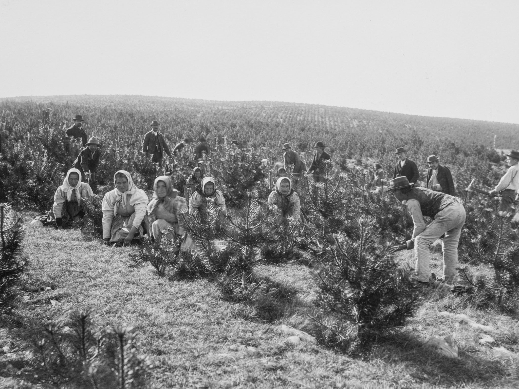 It takes a village. Residents contribute to reforestation efforts in the Bazzoni forest, Italy. Photo: B. Circovich