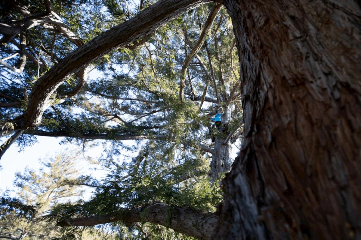 Tim Kovar guiding a new tree climber in Grandfather Tree. Santa Cruz Mountains. 2019. Photo: Steve Lillegren.