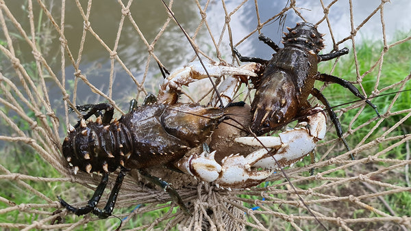 How to Catch Freshwater Murray Crayfish